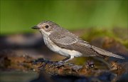 22_DSC8358_Spotted_Flycatcher_cosiness_80pc