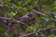 11_DSC7906_Spotted_Nutcracker_concern_63pc