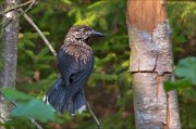 11_DSC8013_Spotted_Nutcracker_backview_53pc