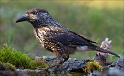 18_DSC3654_Spotted_Nutcracker_parched_110pc