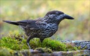 18_DSC3714_Spotted_Nutcracker_complacent_96pc