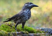 18_DSC3717_Spotted_Nutcracker_smug_118pc