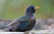 01_DSC1831_Starling_bathing_85pc