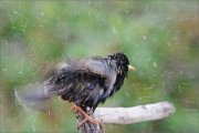 01_DSC1851_Starling_splashing_100pc