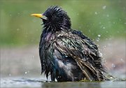 01_DSC3092_Starling_sunk_in_water_big_102pc