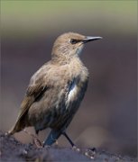 01_DSC9684_Starling_juv_on_raw_earth_135pc