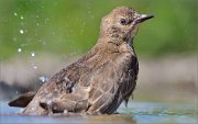 02_DSC0141_Starling_emobathing_105pc