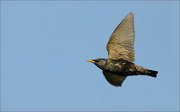 03_DSC8575_Starling_in_flight_37pc