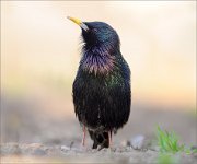 05_DSC2669_Starling_morning_promenade_pan_124pc