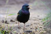 05_DSC2802_Starling_loud_89pc