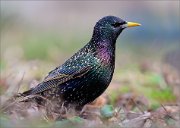 05_DSC8468_Starling_full_colour_103pc