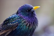 06_DSC0142_Starling_vulgaris_true_colours_100pc