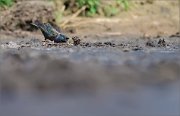 06_DSC2143_Starling_path_to_underground_49pc