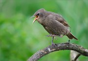 06_DSC3573_Starling_breakdancer_77pc