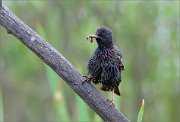 06_DSC3576_Starling_searching_for_children_65pc