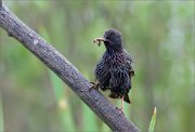 06_DSC3576_Starling_searching_for_children_65pc