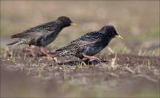 07_DSC4849_Starling_search_squad_91pc