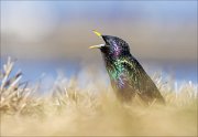 13_DSC4681_Common_Starling_delirium_81pc