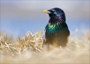 13_DSC4695_Common_Starling_elation_65pc