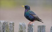 13_DSC6539_Common_Starling_straight_77pc