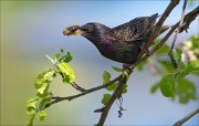 13_DSC8671_Common_Starling_exhibition_66pc