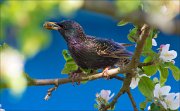 13_DSC8679_Common_Starling_ramous_62pc