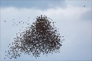 17_DSC9494_Common_Starling_assault_35pc