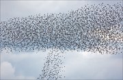 17_DSC9501_Common_Starling_continual_97pc