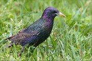 20_DSC0953_Common_Starling_beg_100pc