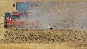 20_DSC4829_Common_Starling_bonanza_70pc