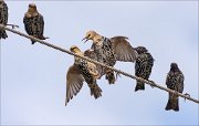 20_DSC6923_Common_Starling_squash_55pc