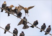 20_DSC6927_Common_Starling_descent_51pc