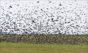 21_DSC2676_Common_Starling_trawl_86pc