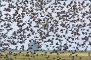 21_DSC2845_Common_Starling_clutter_96pc