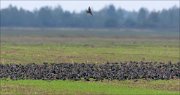 21_DSC2855_Common_Starling_fable_45pc