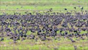 21_DSC2910_Common_Starling_congregation_72pc