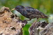 22_DSC2387_Common_Starling_crevice_78pc