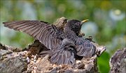 22_DSC2497_Common_Starling_tan_76pc