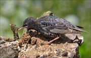 22_DSC2502_Common_Starling_digging_82pc