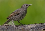 22_DSC3091_Common_Starling_limpid_91pc