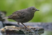 22_DSC3135_Common_Starling_fuzzy_88pc