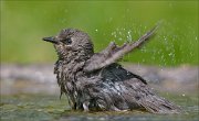 22_DSC3510_Common_Starling_splodge_73pc