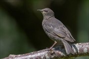 22_DSC3571_Common_Starling_reveal_92pc