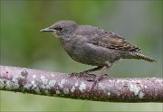 22_DSC3608_Common_Starling_primed_83pc