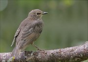 22_DSC3638_Common_Starling_bleak_87pc