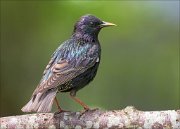 22_DSC3783_Common_Starling_plenitude_90pc