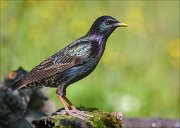 22_DSC4178_Common_Starling_spongy_99pc