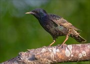 22_DSC4623_Common_Starling_palette_80pc