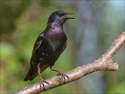 22_DSC4656_Common_Starling_roar_94pc