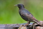 22_DSC4872_Common_Starling_drowse_95pc